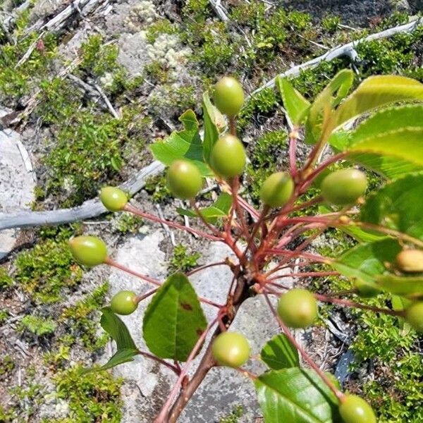 Prunus pensylvanica Vrucht