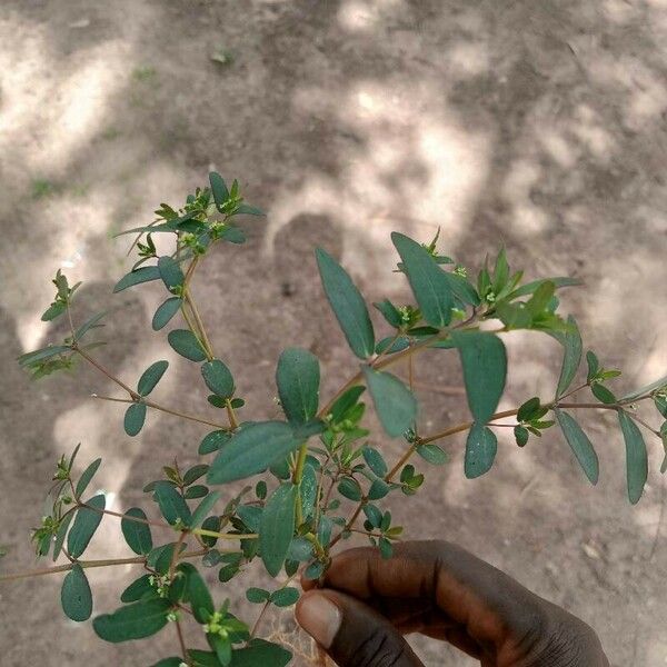 Euphorbia hyssopifolia Leaf