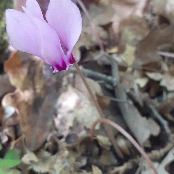 Cyclamen hederifolium Flower