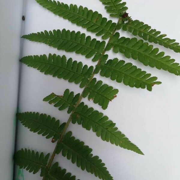 Dryopteris cristata Φύλλο