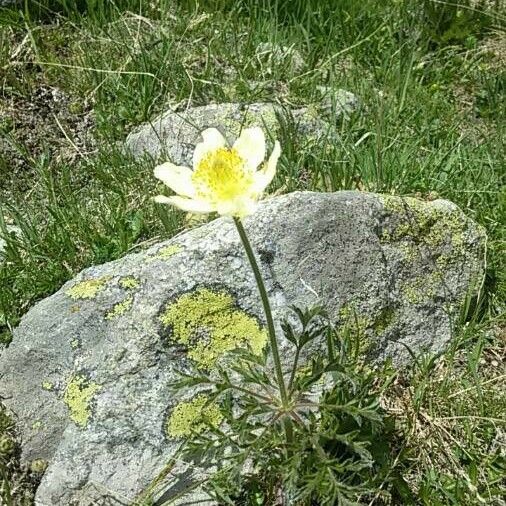 Pulsatilla alpina Flower