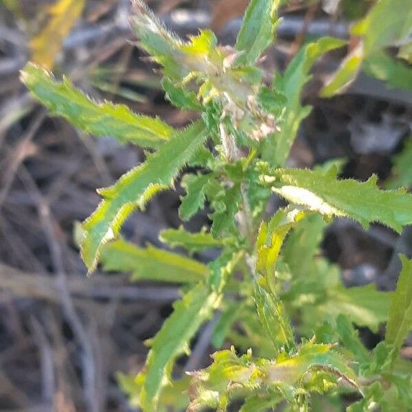 Salvia mellifera পাতা