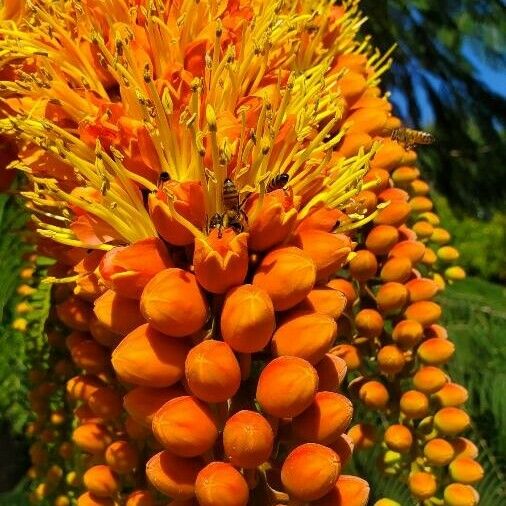 Colvillea racemosa Lorea