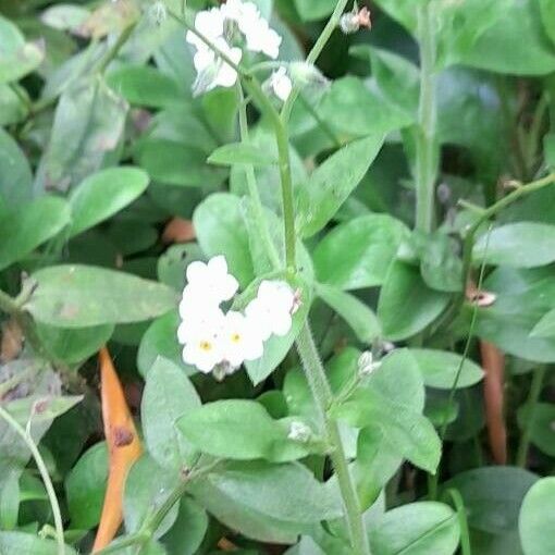 Myosotis arvensis Yeri