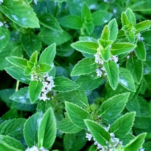 Mentha arvensis Flor