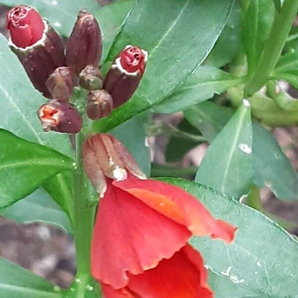 Erysimum × cheiri Blomst