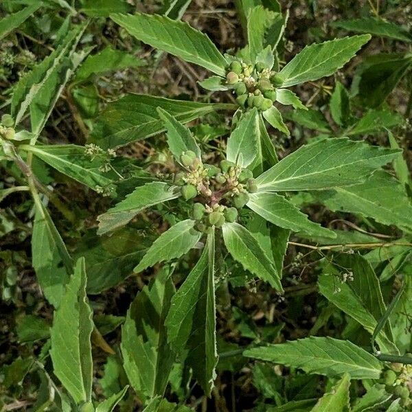 Euphorbia davidii Blomst