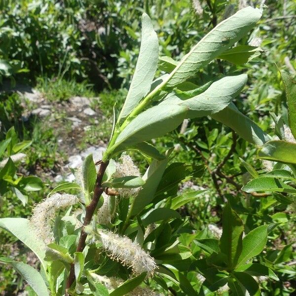 Salix pentandra Blad