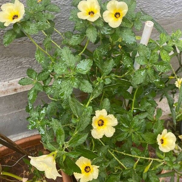 Turnera subulata Flower