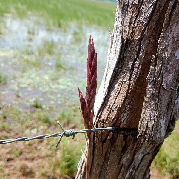 Tillandsia balbisiana Flower