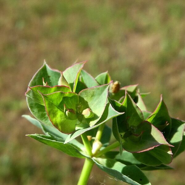 Euphorbia falcata Blüte