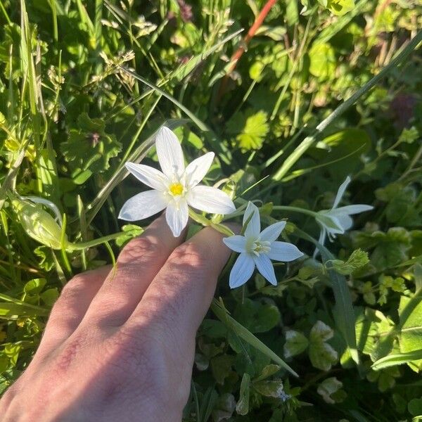 Ornithogalum divergens Flower