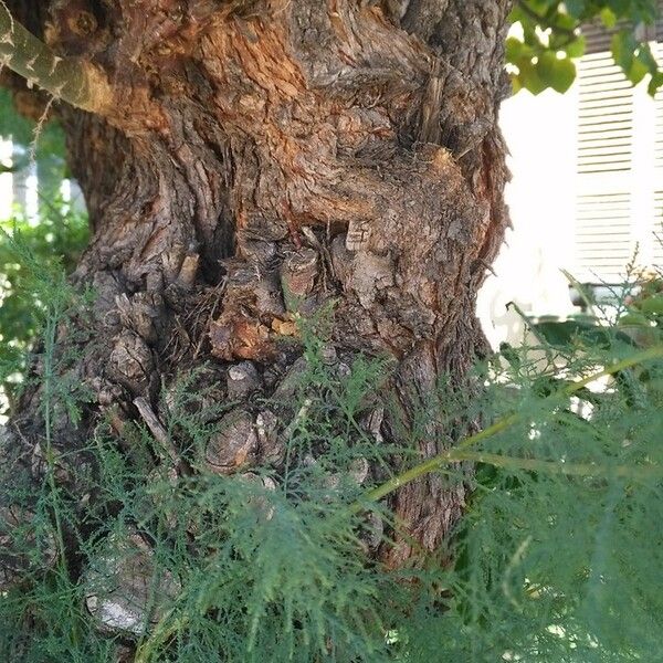 Tamarix ramosissima Bark