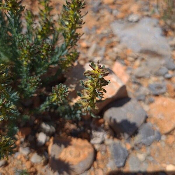 Thymelaea pubescens Blomma