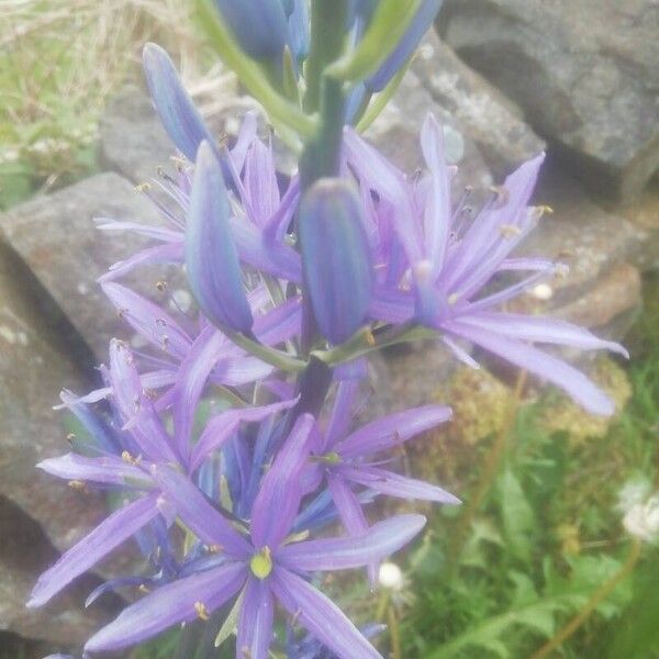 Camassia quamash Flower