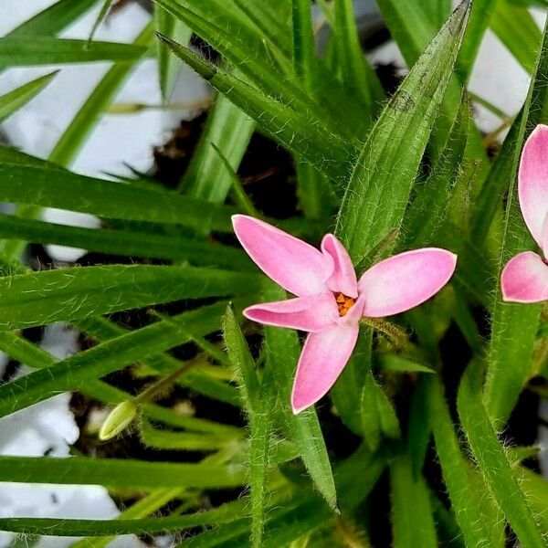 Rhodohypoxis baurii फूल