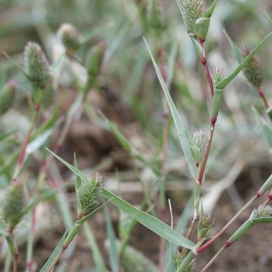 Crypsis schoenoides Altro