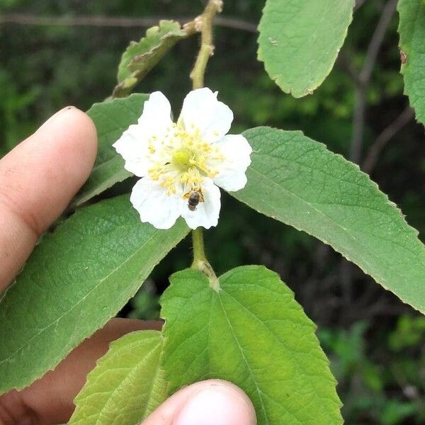 Muntingia calabura Blad