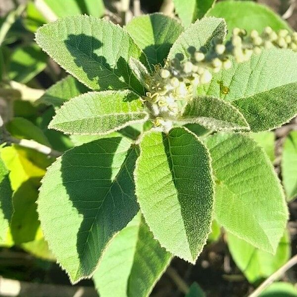 Croton lachnostachyus Leaf