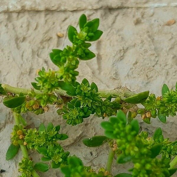 Herniaria glabra برگ