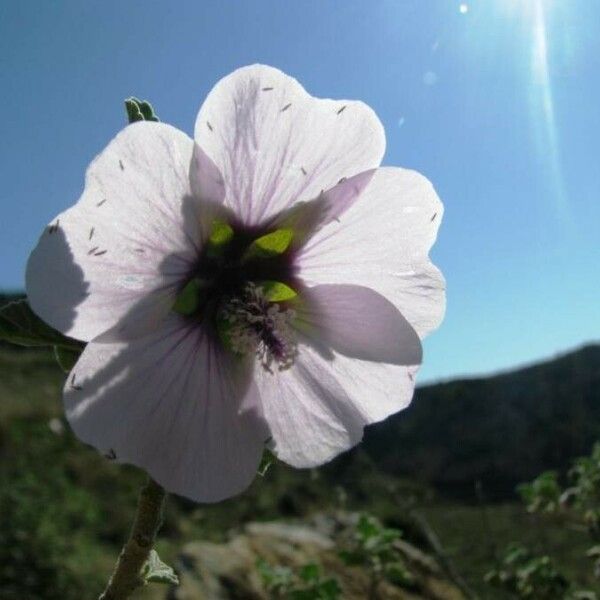 Malva subovata 花