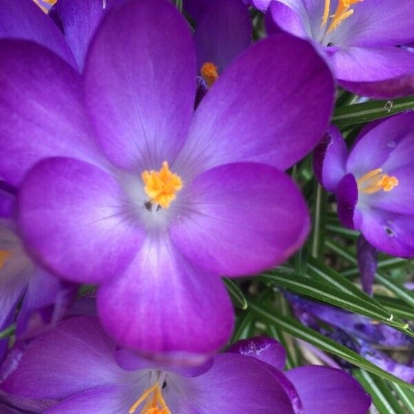 Crocus tommasinianus Blomst