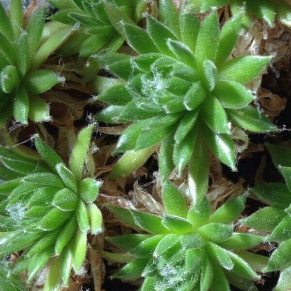 Sempervivum arachnoideum Φύλλο