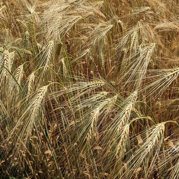 Hordeum vulgare Hábito