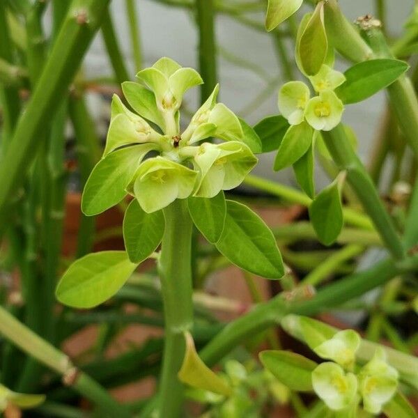 Euphorbia nubica برگ