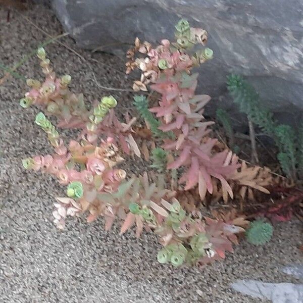 Euphorbia paralias Leaf