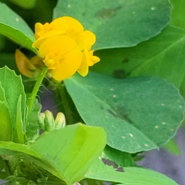 Medicago arabica Ліст