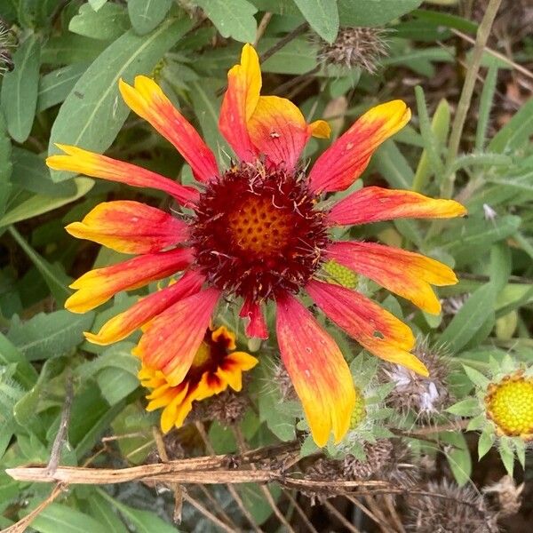 Gaillardia pulchella Kukka