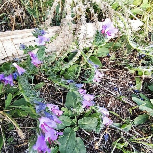 Echium arenarium Egyéb