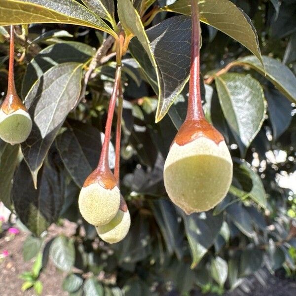 Styrax japonicus Fruto