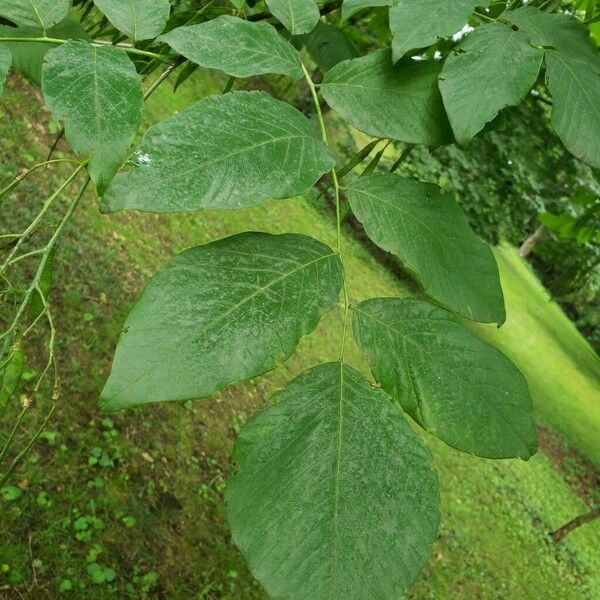 Cladrastis kentukea Blad