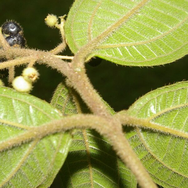 Miconia ibaguensis List