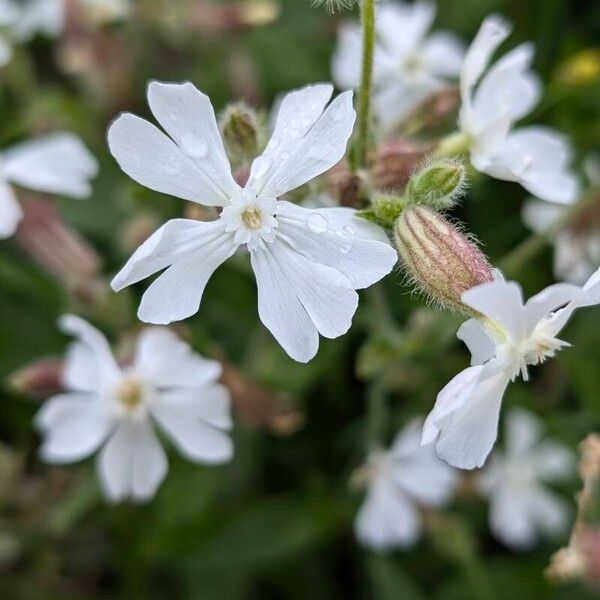 Silene dichotoma फूल