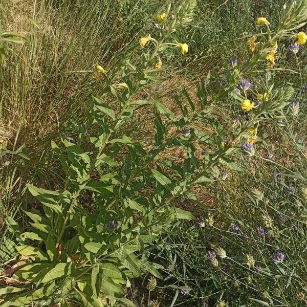 Oenothera villosa Hábitos