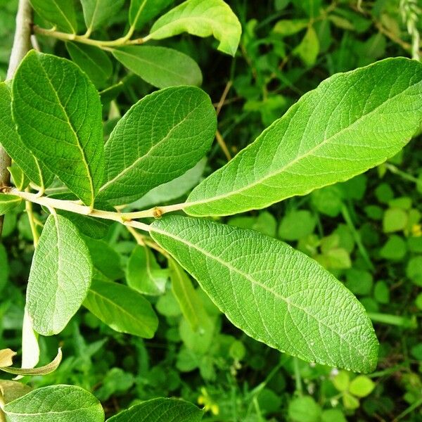 Salix aurita Листок