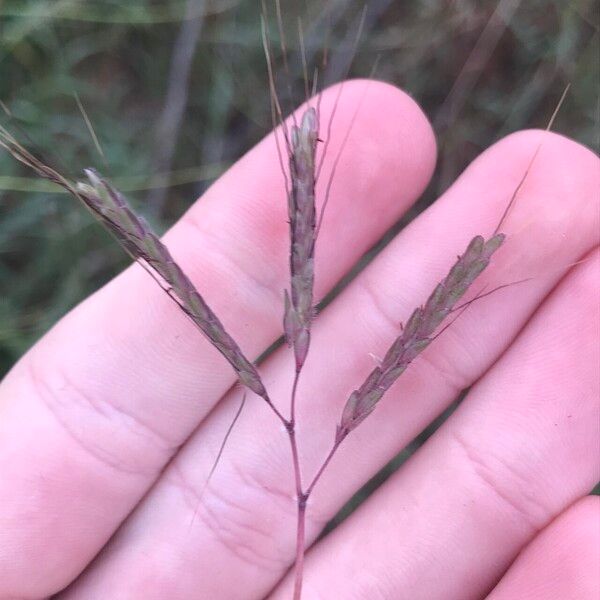 Dichanthium aristatum Frutto