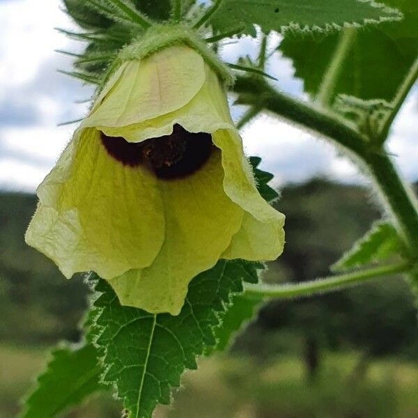 Hibiscus vitifolius Õis