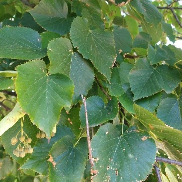 Tilia americana Folio