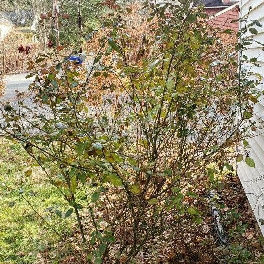 Rosa chinensis Celota