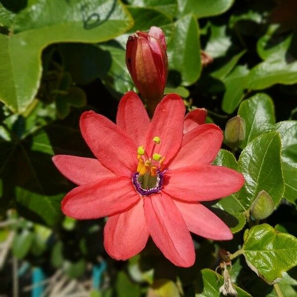 Passiflora manicata Virág