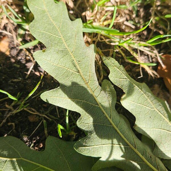 Quercus cerris Frunză