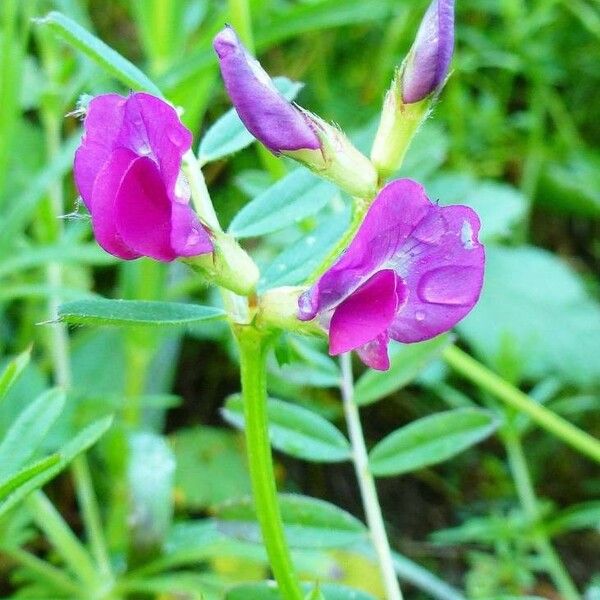 Vicia sativa Квітка