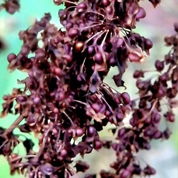 Rumex aquaticus Fruitua