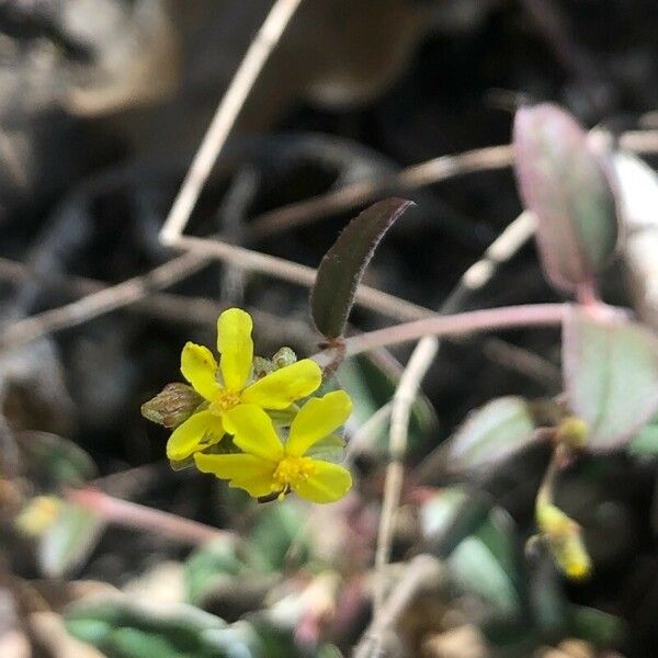 Helianthemum cinereum Virág