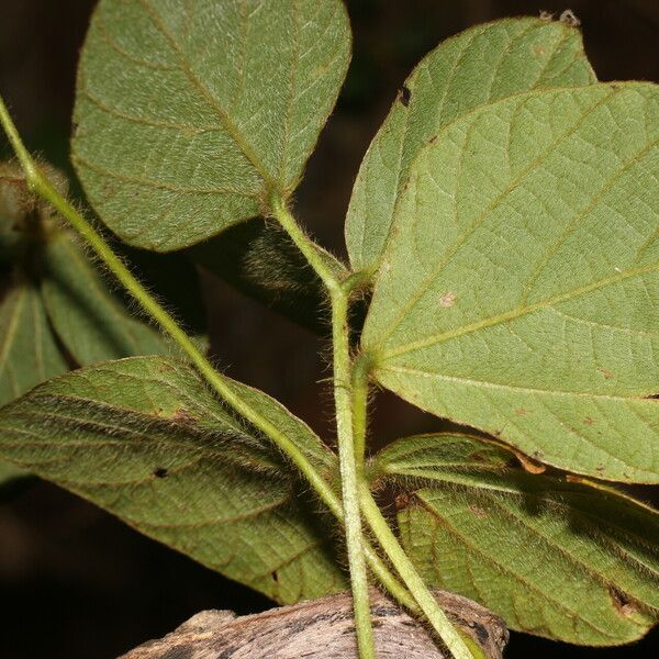 Calopogonium mucunoides 叶