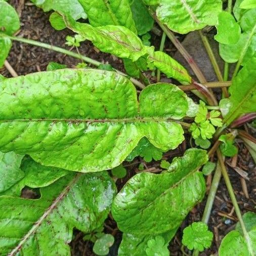 Rumex rugosus Лист